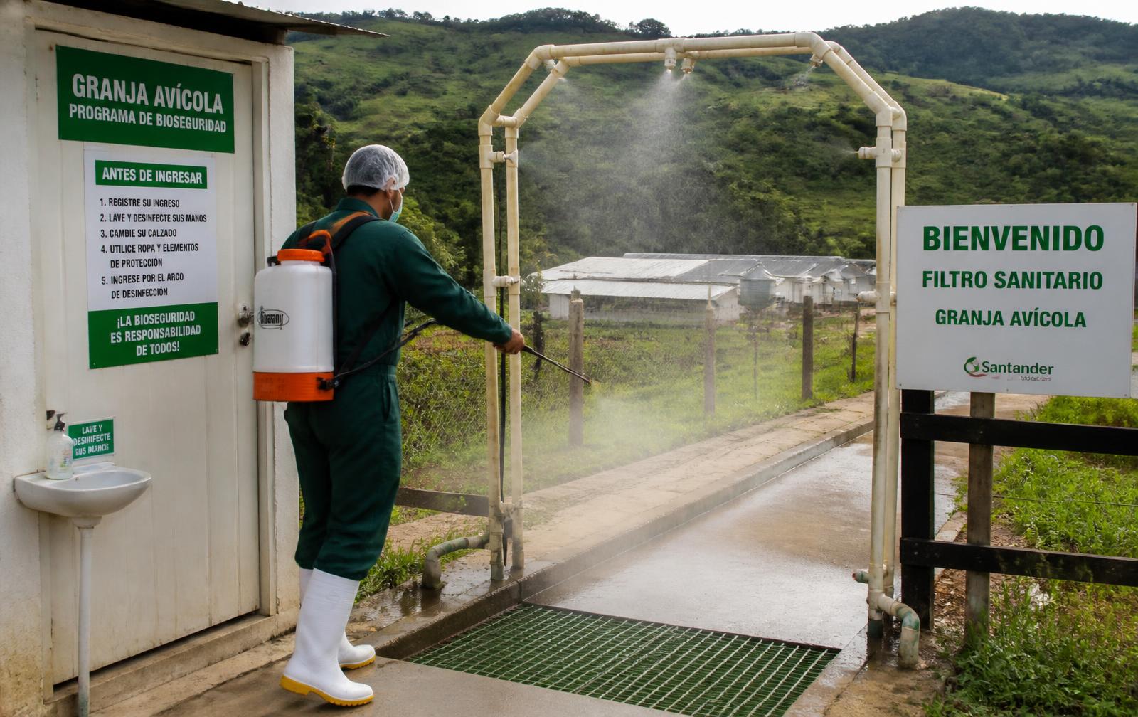 Trabajador desinfectando calzado en el vado sanitario del acceso controlado a la granja