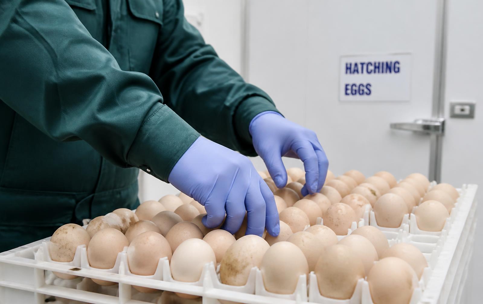 Clasificación de huevo fértil sobre charolas de incubación con guantes sanitarios