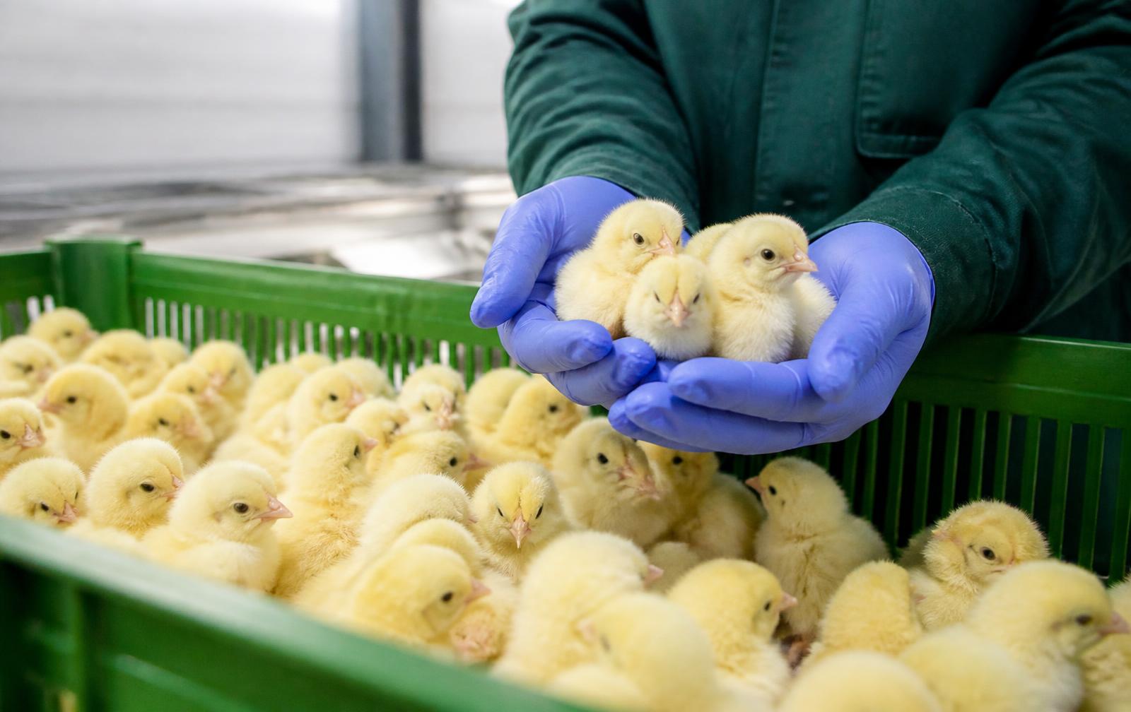 Pollitos de un día saludables en cajas verdes durante la selección en la planta de incubación